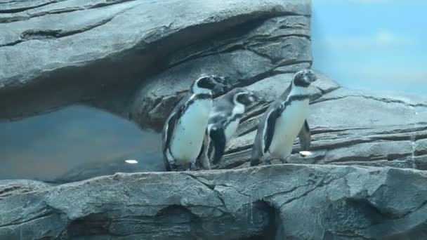 Pingüino humboldt en el zoológico — Vídeo de stock