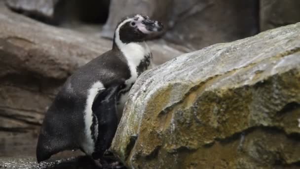 Пингвин Гумбольдт в птичнике — стоковое видео