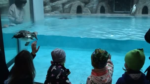 People visiting zoo and watching swimming Humboldt penguins — Stock Video