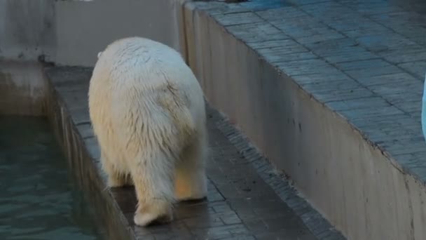 Kutup ayısı açık büyük kuş kafesi içinde — Stok video