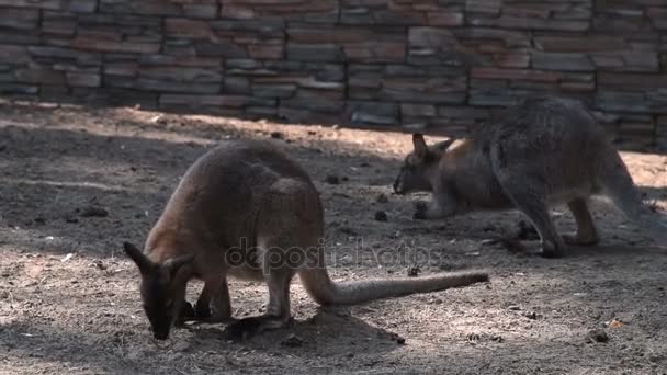 Açık büyük kuş kafesi içinde kanguru — Stok video