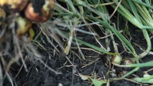 Onions harvest in the orchard — Stock Video