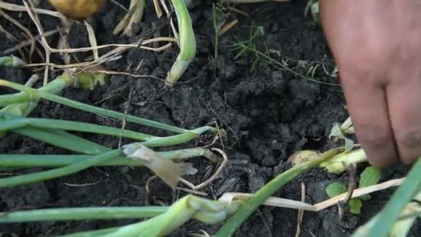 Récolte d'oignons dans le verger — Video