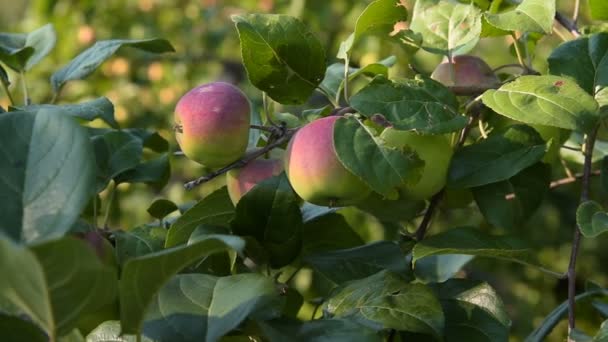 Apple tree branch with fruit — Stock Video