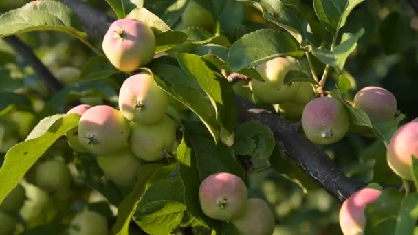 Branch of apple tree with fruit — Stock Video