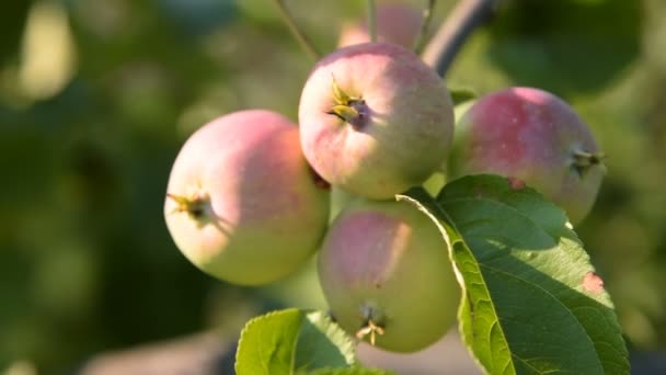 Яблоки на ветке дерева — стоковое видео