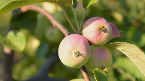 Apple tree branch, close-up — Stock Video