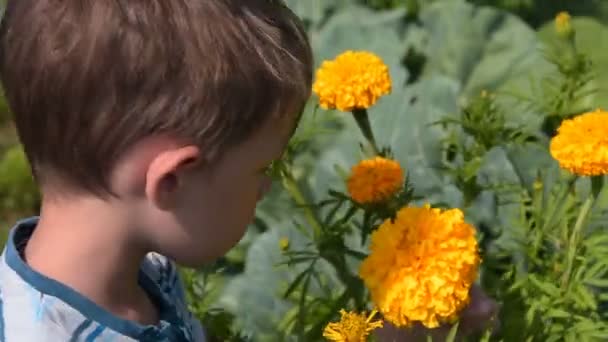 Niño oliendo flor en el jardín — Vídeo de stock