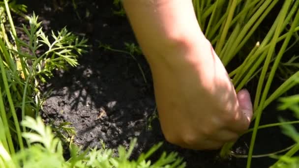 Récolte des carottes dans le verger — Video