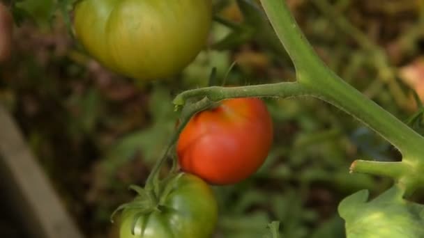 Agricultor colhendo tomates em estufa — Vídeo de Stock