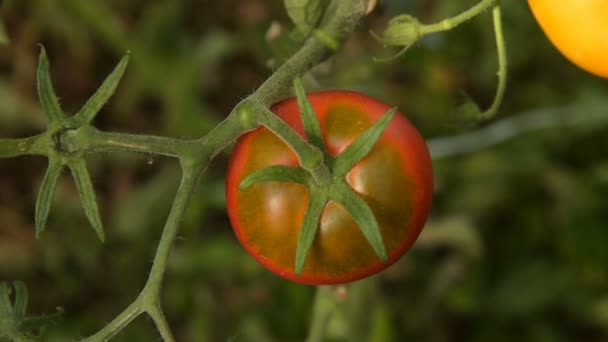 Picking ripe red tomato — Stock Video