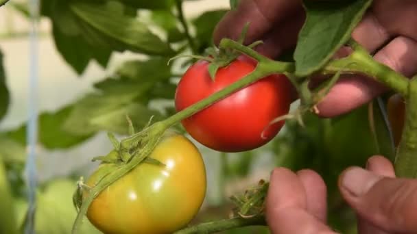 Raccolta di pomodori in casa calda — Video Stock