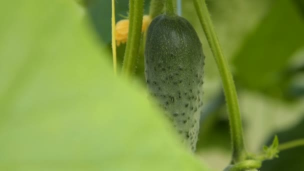 Cucumber in green house is ready to pick up — Stock Video