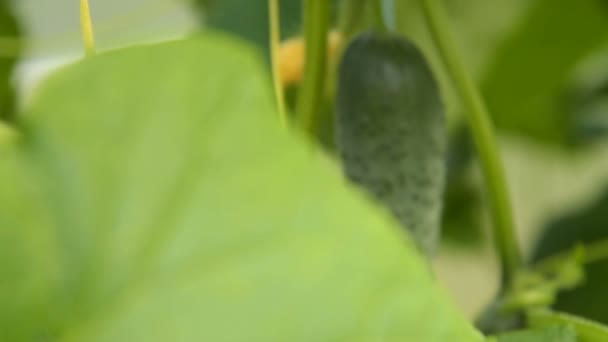 Planta de pepino com legumes prontos para escolher — Vídeo de Stock