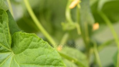 Salatalık bitki büyüyen sebzeler ile