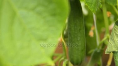 Salatalığın üzerinde bitki