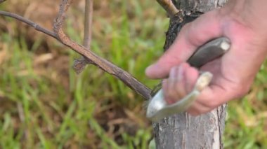 Ağaç budayan kimse dalları kesmek için kullanan adam