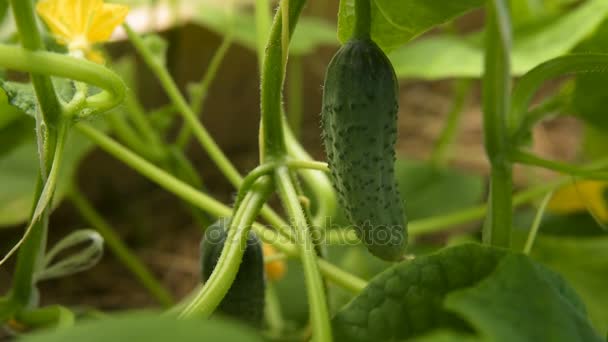 Komkommer op de plant in kas — Stockvideo