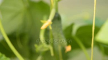 Salatalık bitki bitki ve çiçek