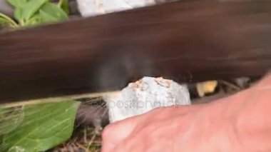 Adam testere eski ağaç gövdesi