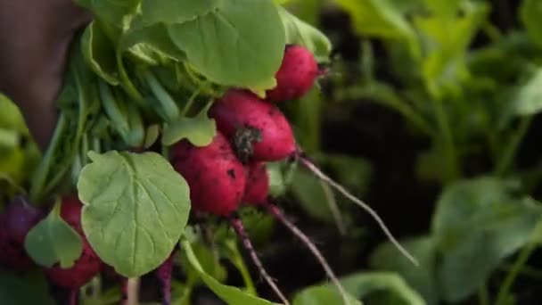 Harvest of radish — Stock Video