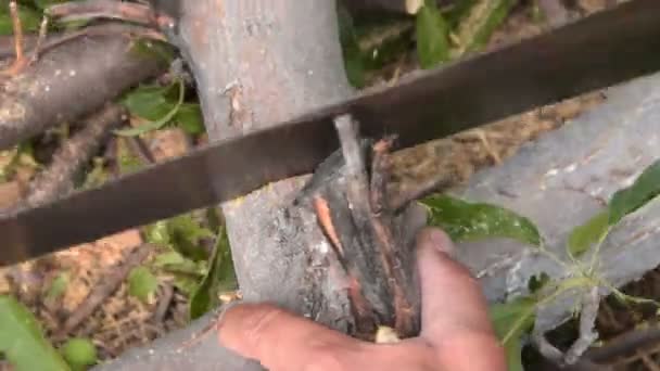 Homme sciant tronc d'arbre, accélérer le tir — Video