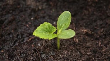 Sulama ile salatalık Filiz Bakımı