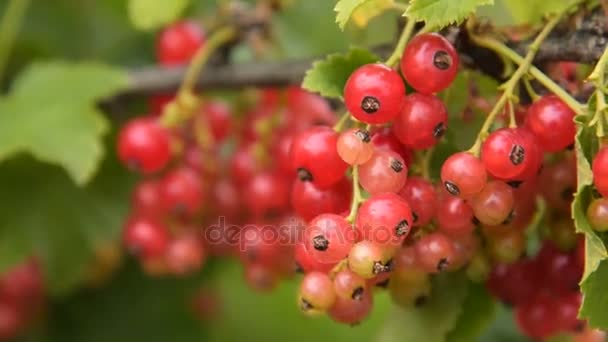 Bunch of red currant on the bush — Stock Video