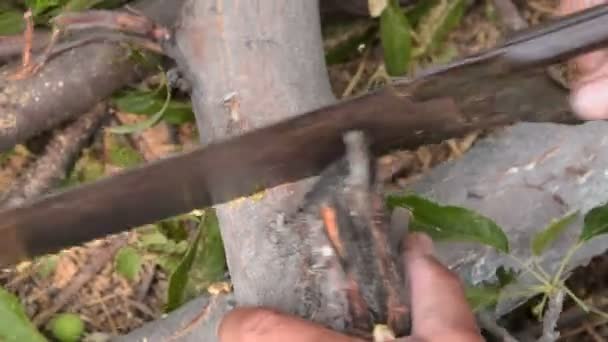 Homem serrar tronco de árvore — Vídeo de Stock