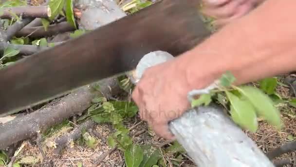 Mann sägt alten Baum um — Stockvideo