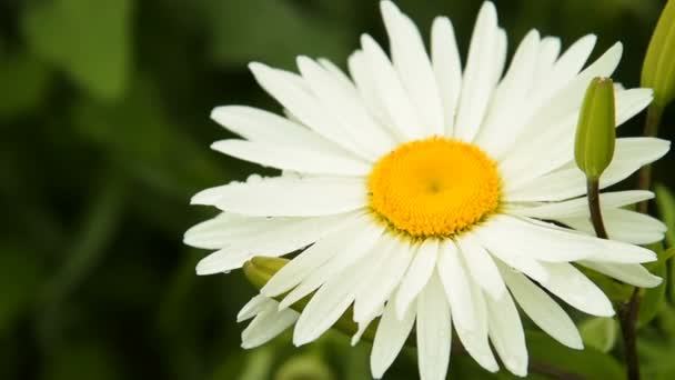 Camomile with rain drops — Stock Video