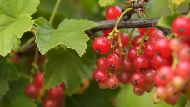 Röda vinbär på busken — Stockvideo