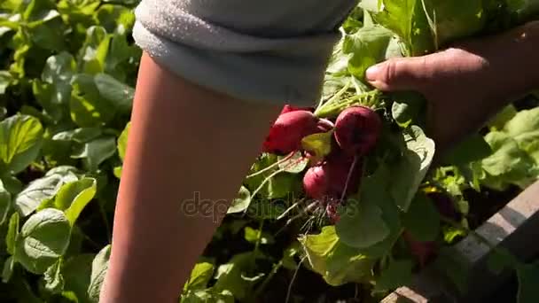 Récolte de radis dans le potager — Video