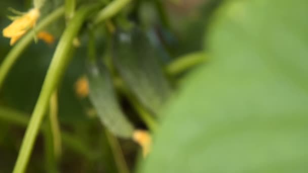 Cosecha de pepino. Planta con verduras — Vídeos de Stock