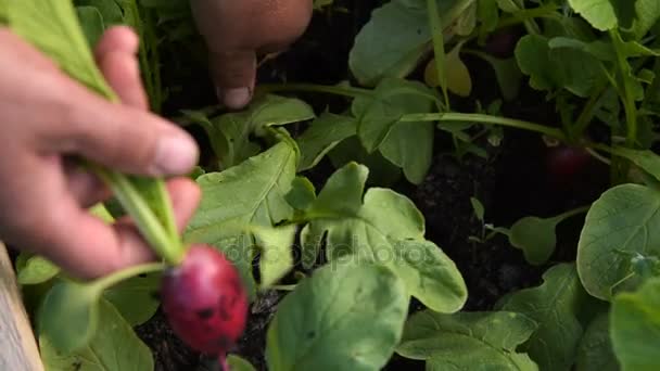 Farmář setkání sklizni ředkviček — Stock video