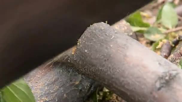 Sciage d'arbres pour le bois de chauffage, accélérer 