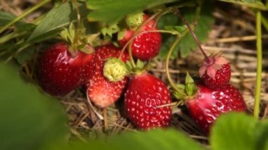 Yakın çekim çekim olgun kırmızı meyveler ile çilek bitkisinin