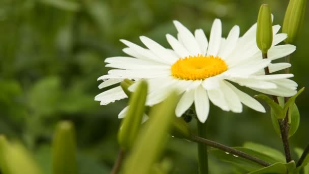 雨后芽湿甘菊 — 图库视频影像