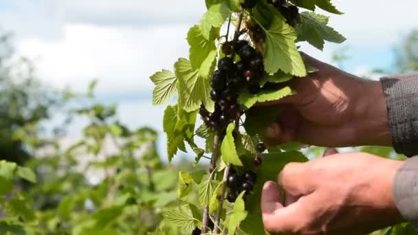 Siyah frenk üzümü hasat — Stok video