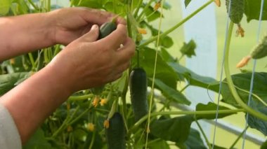 Toplama salatalık sera içinde