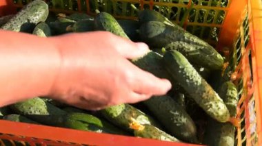 Zengin hasat salatalık