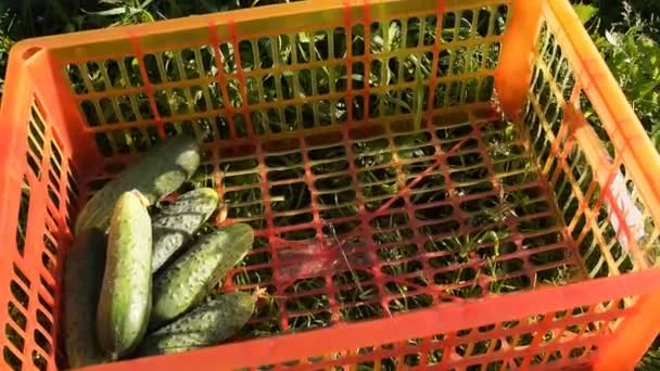 Relleno de caja de plástico con pepinos recién recogidos — Vídeo de stock