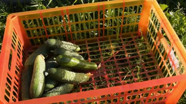 Cucumbers harvest on the farm — Stock Video