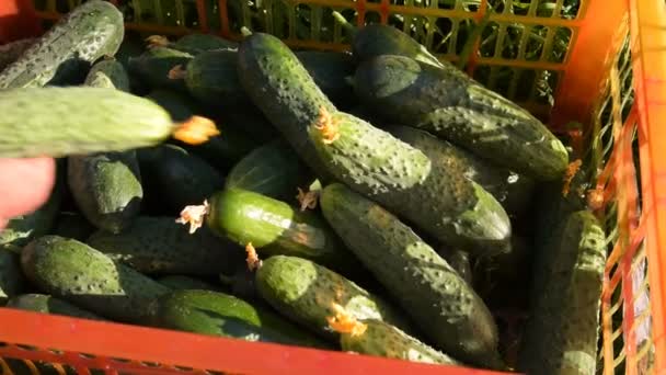 Rich harvest of cucumbers on the farm — Stock Video