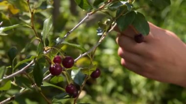 Kiraz toplama kadın