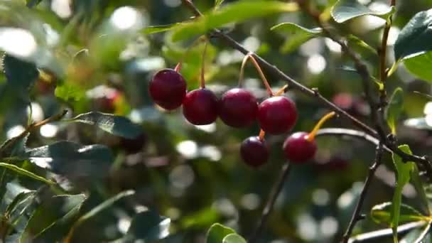 Вишневая ветка с ягодами — стоковое видео