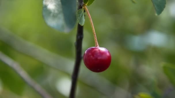 Gathering ripe cherry — Stock Video