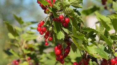 Frenk üzümü hasat