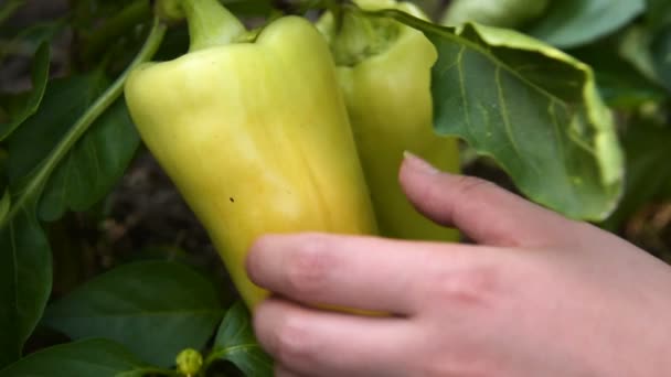 Recolhendo pimenta doce no jardim — Vídeo de Stock