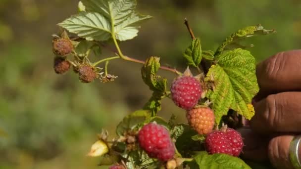 Cosecha de frambuesa madura — Vídeos de Stock